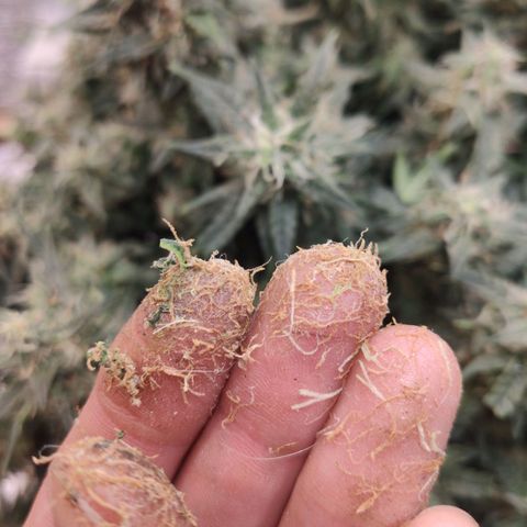 Auto Dutch Driver Feminised  growlog timeline photo