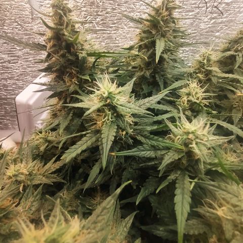Auto Dutch Driver Feminised  growlog timeline photo