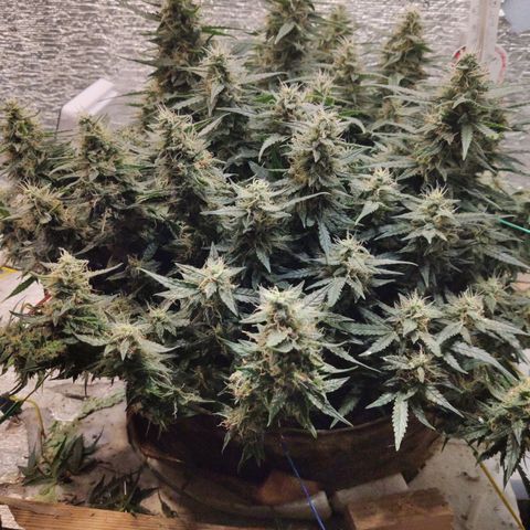 Auto Dutch Driver Feminised  growlog timeline photo