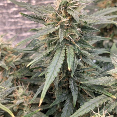 Auto Dutch Driver Feminised  growlog timeline photo