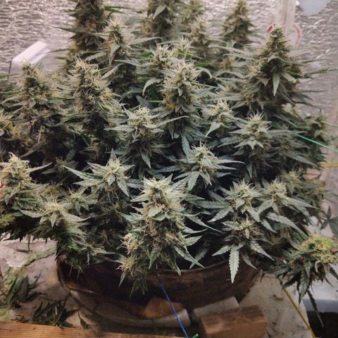 Auto Dutch Driver Feminised  growlog timeline photo