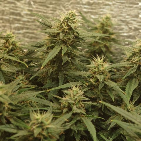 Auto Dutch Driver Feminised  growlog timeline photo