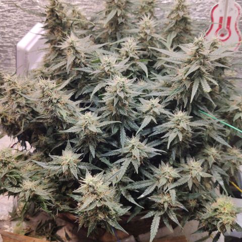 Auto Dutch Driver Feminised  growlog timeline photo