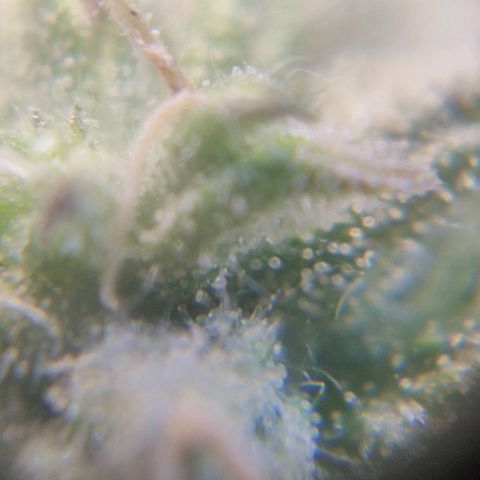 Auto Dutch Driver Feminised  growlog timeline photo