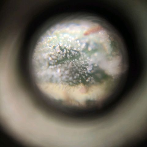 Auto Dutch Driver Feminised  growlog timeline photo
