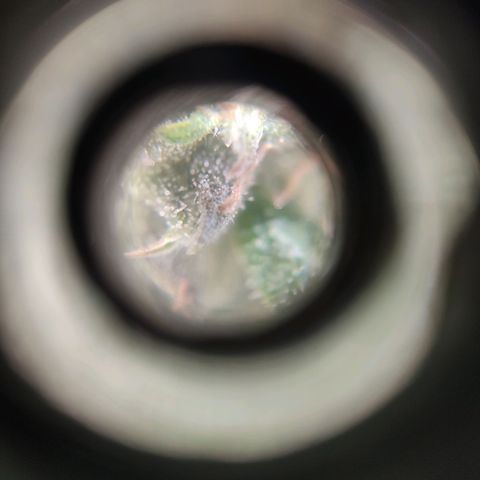 Auto Dutch Driver Feminised  growlog timeline photo