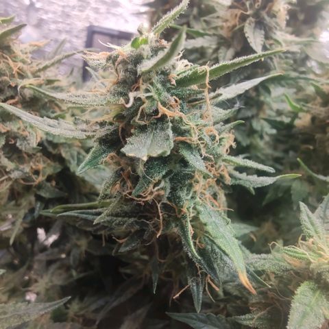 Auto Dutch Driver Feminised  growlog timeline photo