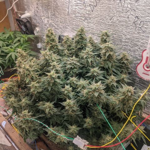 Auto Dutch Driver Feminised  growlog timeline photo