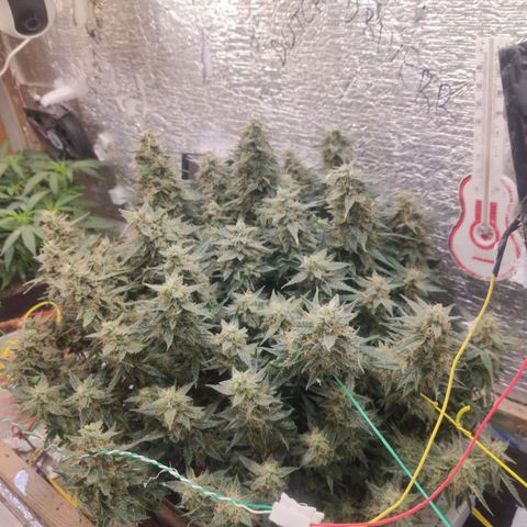 Auto Dutch Driver Feminised  growlog timeline photo