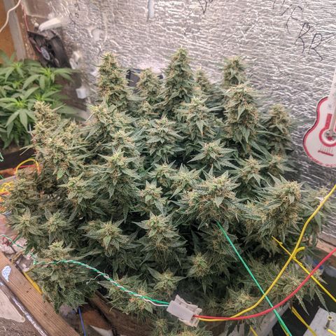 Auto Dutch Driver Feminised  growlog timeline photo