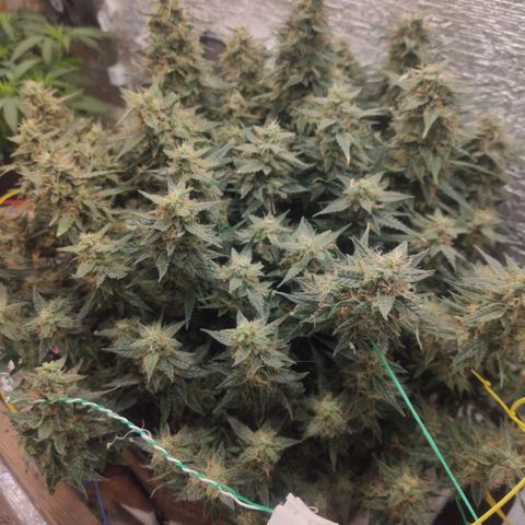 Auto Dutch Driver Feminised  growlog timeline photo