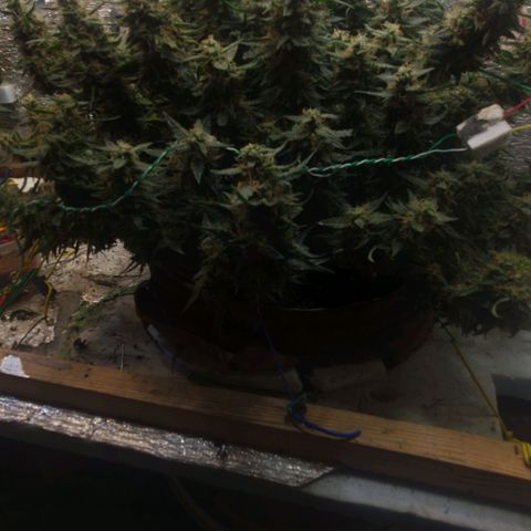 Auto Dutch Driver Feminised  growlog timeline photo