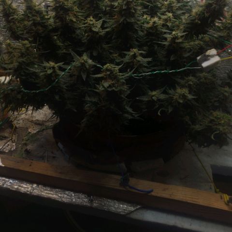 Auto Dutch Driver Feminised  growlog timeline photo
