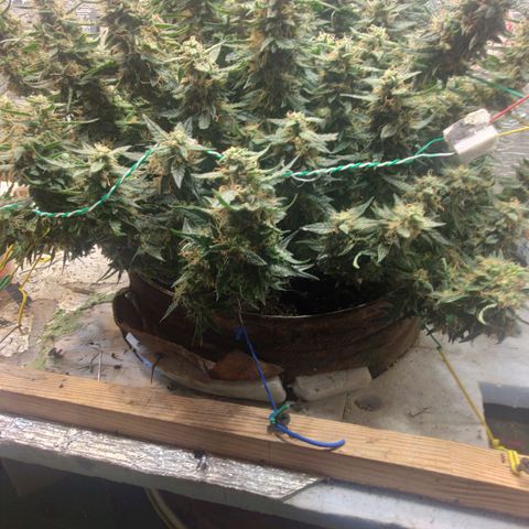 Auto Dutch Driver Feminised  growlog timeline photo