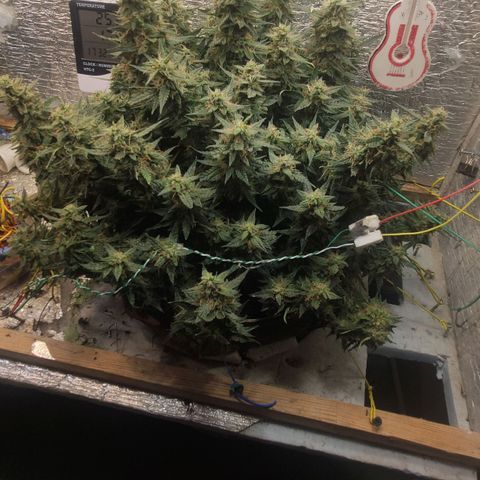 Auto Dutch Driver Feminised  growlog timeline photo