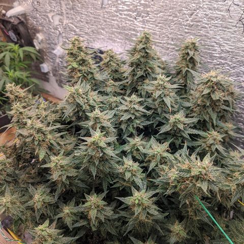 Auto Dutch Driver Feminised  growlog timeline photo