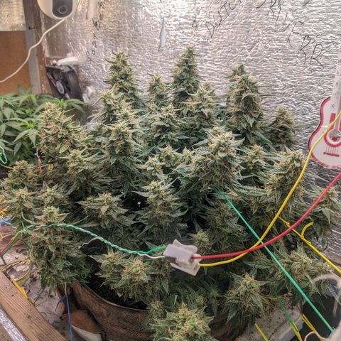 Auto Dutch Driver Feminised  growlog timeline photo