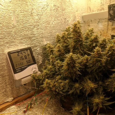 Auto Dutch Driver Feminised  growlog timeline photo
