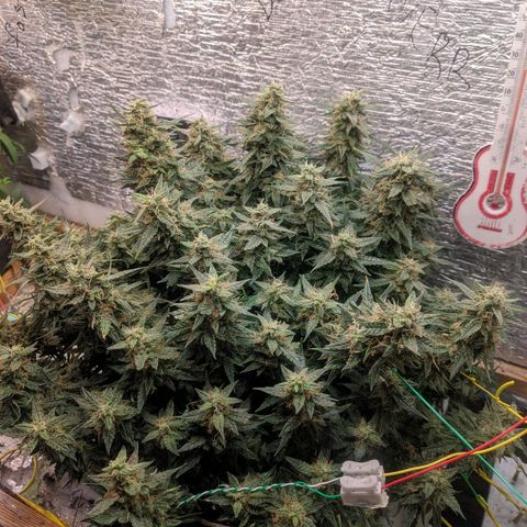 Auto Dutch Driver Feminised  growlog timeline photo