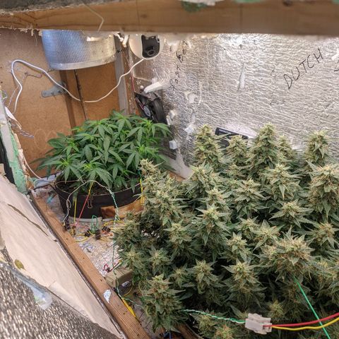 Auto Dutch Driver Feminised  growlog timeline photo