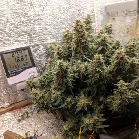 Auto Dutch Driver Feminised  growlog timeline photo