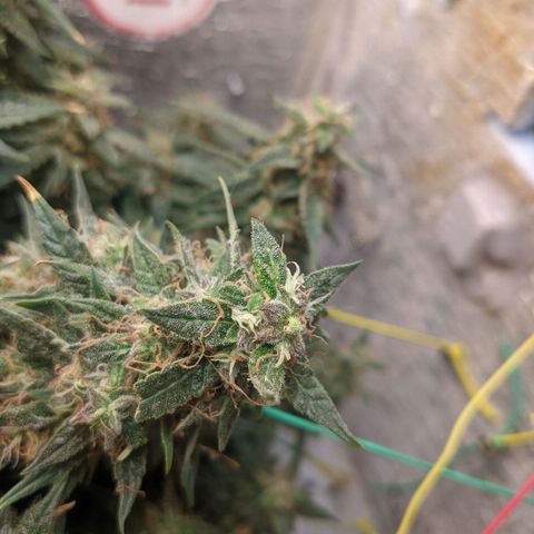 Auto Dutch Driver Feminised  growlog timeline photo