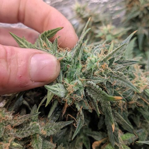 Auto Dutch Driver Feminised  growlog timeline photo