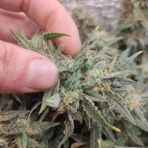 Auto Dutch Driver Feminised  growlog timeline photo