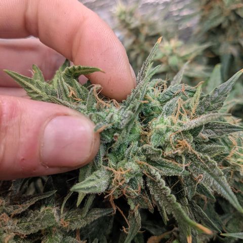 Auto Dutch Driver Feminised  growlog timeline photo