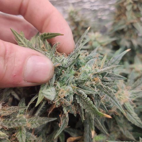 Auto Dutch Driver Feminised  growlog timeline photo
