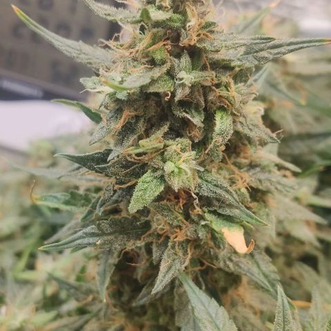 Auto Dutch Driver Feminised  growlog timeline photo