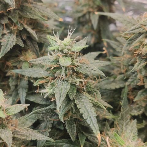 Auto Dutch Driver Feminised  growlog timeline photo