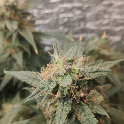 Auto Dutch Driver Feminised  growlog timeline photo