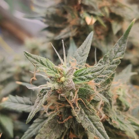 Auto Dutch Driver Feminised  growlog timeline photo