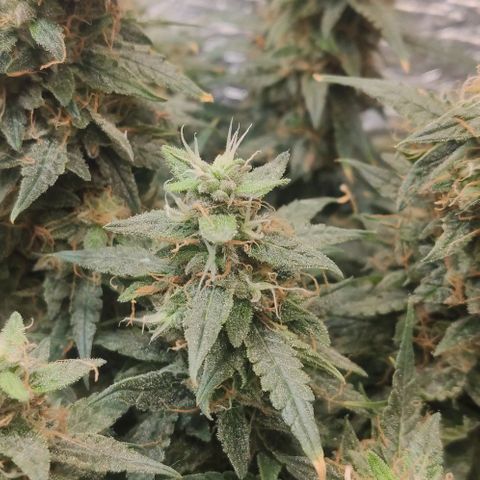 Auto Dutch Driver Feminised  growlog timeline photo