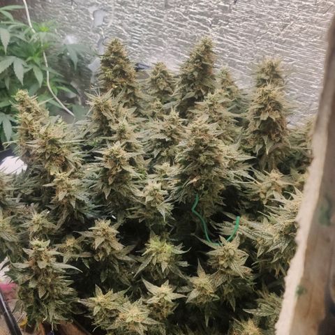 Auto Dutch Driver Feminised  growlog timeline photo