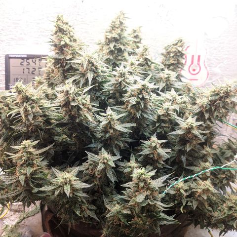 Auto Dutch Driver Feminised  growlog timeline photo