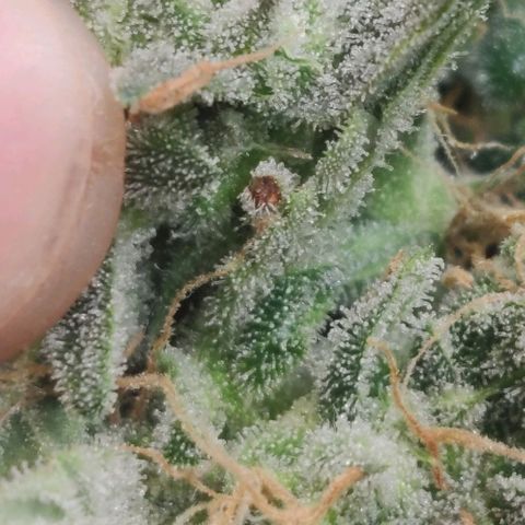 Auto Dutch Driver Feminised  growlog timeline photo