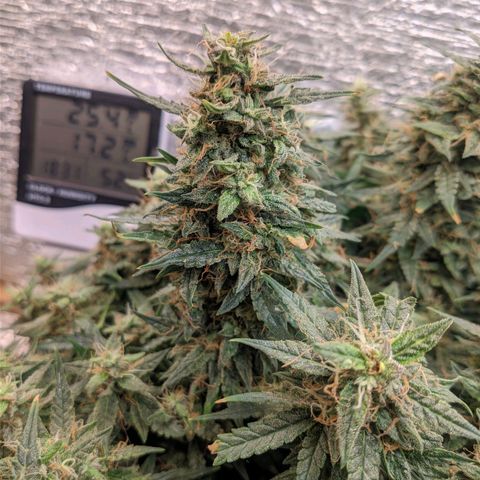 Auto Dutch Driver Feminised  growlog timeline photo