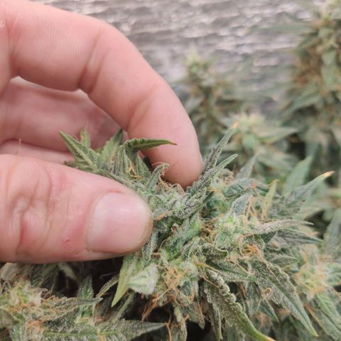 Auto Dutch Driver Feminised  growlog timeline photo