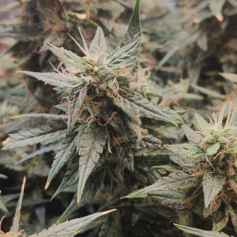 Auto Dutch Driver Feminised  growlog timeline photo