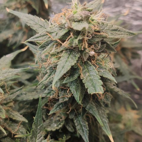 Auto Dutch Driver Feminised  growlog timeline photo