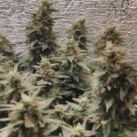 Auto Dutch Driver Feminised  growlog timeline photo