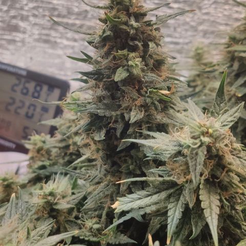 Auto Dutch Driver Feminised  growlog timeline photo