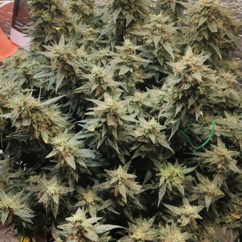 Auto Dutch Driver Feminised  growlog timeline photo