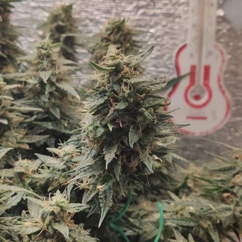 Auto Dutch Driver Feminised  growlog timeline photo