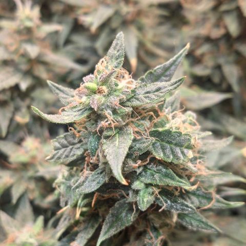 Auto Dutch Driver Feminised  growlog timeline photo