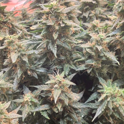 Auto Dutch Driver Feminised  growlog timeline photo