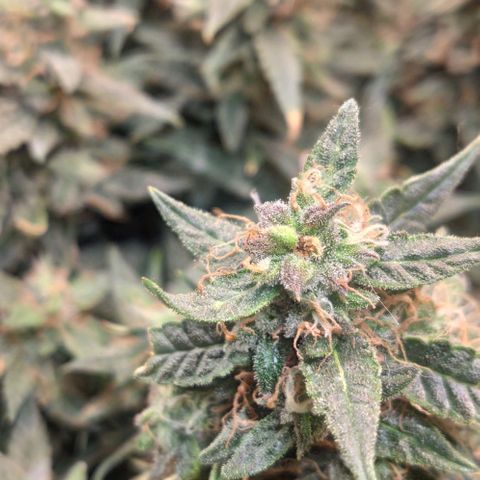 Auto Dutch Driver Feminised  growlog timeline photo