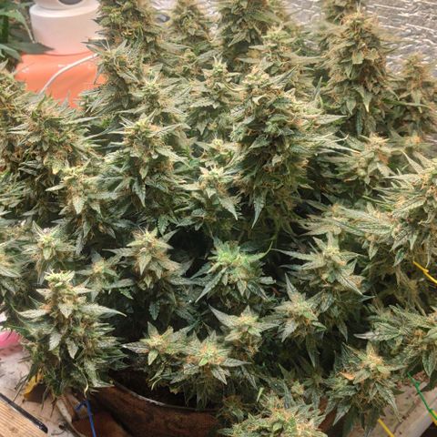 Auto Dutch Driver Feminised  growlog timeline photo